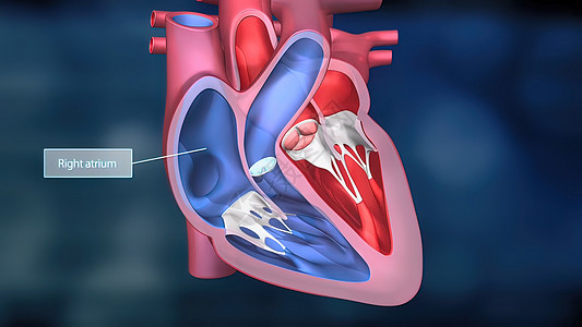 心脏工作系统 通过人体血液抽血中庭静脉心脏病学生物学心室心绞痛骨骼渲染主动脉心血管图片