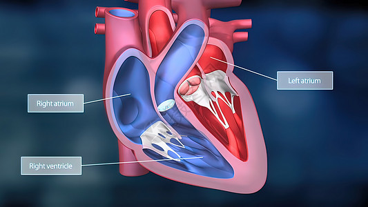 心脏工作系统 通过人体血液抽血科学器官生物学3d心室心血管主动脉动脉粥样硬化骨骼生理背景