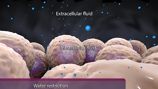 电池与水的相互作用教育溶酶体结构技术仪器氧化物解剖学微生物学器官婴儿图片