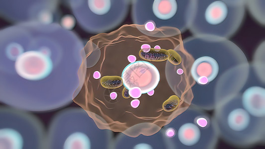 和DNA的米托昆德里亚DNA活力结构动物生物学代谢染色体癌症细胞药品技术图片