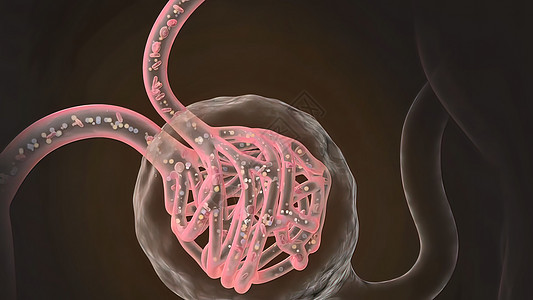 Renal系统 Renal血液循环疾病输尿管科学尿液白色生理信息微生物学学习肾病图片