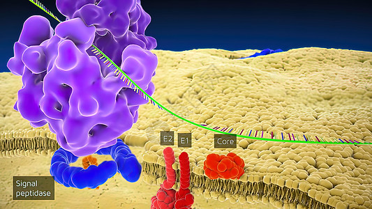 RDNArDNA 是一种DNA序列 它编码为 RNA RNA仪器图表身体器官细胞微生物学解剖学科学核仁溶酶体图片