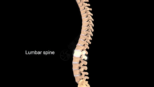 Lumbar 脊柱解剖女士解剖学风湿病注射腰椎消炎药整脊骨干知识小路图片