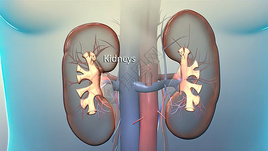 显示肾器官的人体解剖微生物学药品生理插图身体解剖学尿液医疗病理输尿管图片