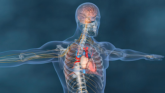 人类循环系统的循环系统心脏跳动解剖概念 3D科学解剖学器官生理主动脉计算机流量插图心绞痛动脉图片