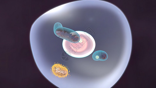 和DNA的米托昆德里亚DNA化学基因组疾病技术药品结构网状癌症细胞质解剖学图片