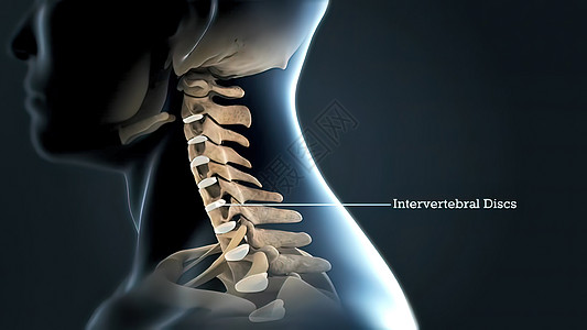 带神经的伦巴脊柱骨骼柱子骨头生物学插图颈椎病静脉治疗科学韧带图片