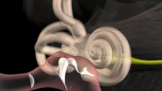 人耳和内耳结构的解剖学 通过耳道输入声音空腔神经前厅运河管子锤骨绘画镫骨科学保健图片