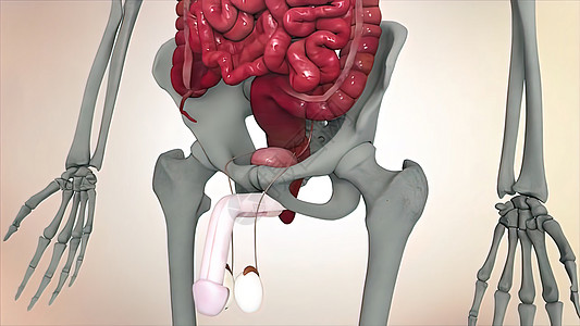 男性生殖系统 男性生殖系统的解剖尿频耻骨疾病梗阻科学膀胱前列腺阴囊痛苦男人图片