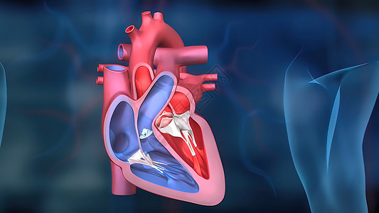 心脏工作系统 通过人体血液抽血设计3d插图心血管渲染动脉粥样硬化科学生理中庭心绞痛背景图片