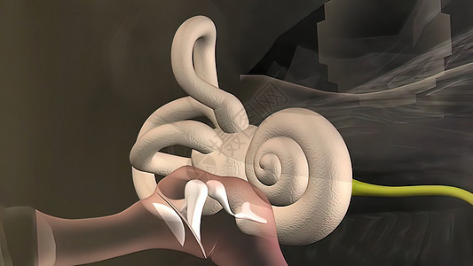 人耳和内耳结构的解剖学 通过耳道输入声音前厅生物学器官横截面科学管子空腔镫骨半圆形运河图片