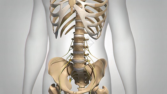 人类脊椎骨结晶的科学解剖扫描仪手术疾病放射科骨骼射线椎骨脊柱躯干病人药品图片