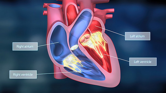 心脏工作系统 通过人体血液抽血心室心血管主动脉渲染解剖学生理疼痛3d动脉身体背景图片