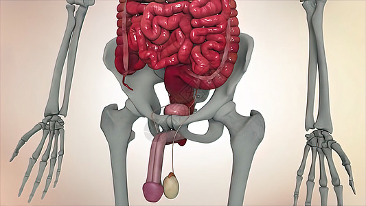 男性生殖系统 男性生殖系统的解剖泌尿科梗阻痛苦前列腺尿流科学男人老化排尿健康图片