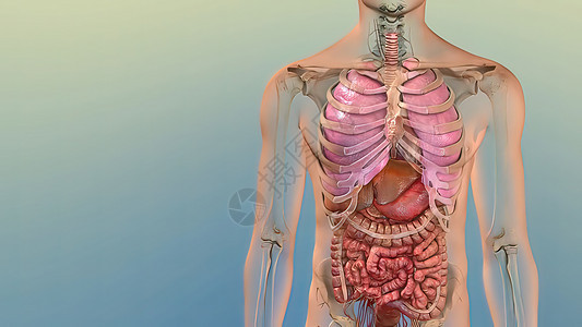 人类内部机关的3D疾病科学药品血球流动解剖学主动脉生物学动脉3d图片