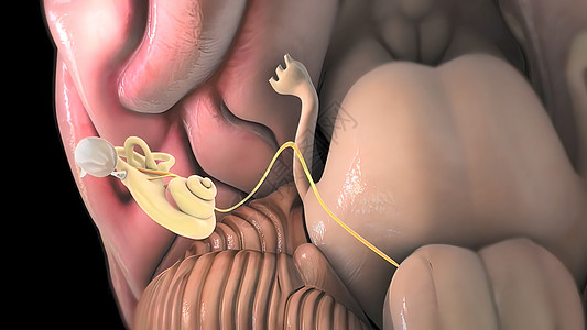 3D 人耳解剖系统神经保健生物学锤骨运河洞察力卫生振动解剖学听力图片