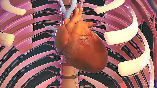 人类循环系统的循环系统心脏跳动解剖概念 3D疼痛信息主动脉动脉静脉科学骨骼3d心室身体图片