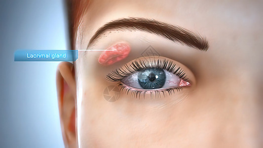 泪腺的 3D 插图鸢尾花瞳孔角膜宏观静脉眼球眼睛图片