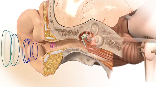3D 人耳解剖系统噪声器官洞察力卫生前厅保健生物学听力模拟生理图片