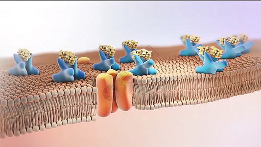 胰岛素受体3d插图胰腺途径激素红细胞糖尿病细胞3d生物学内分泌图表图片