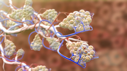 人肺的结构和呼吸系统的工作系统生物学肺炎图表生理信息药品肺泡身体结核器官图片