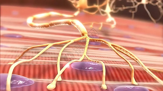 显示人类肌肉和神经系统如何运作的插图 W科学身体扫描营养静脉脊柱骨骼胸部生物学器官图片