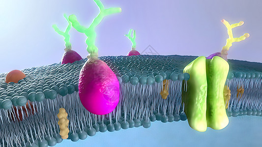 显示脂质层的动画剪短片医学插图图形3d液泡生物解剖学细胞生物学科学图片