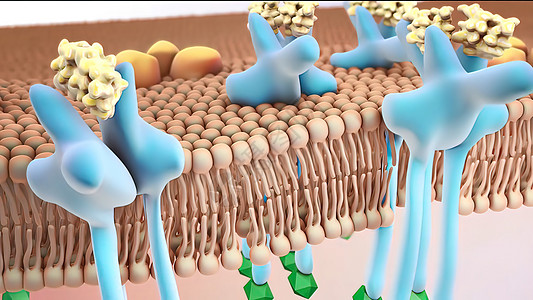 高清素材p图胰岛素受体3d插图细胞内分泌葡萄糖行动图表解剖学科学3d血流药品背景