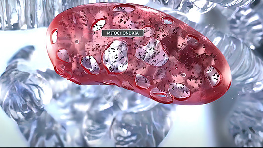 人类米托昆德里DNA的组织和动态组织与动力学和dna Struc桌子花园游戏植物技术水果食物药品乐趣庆典图片