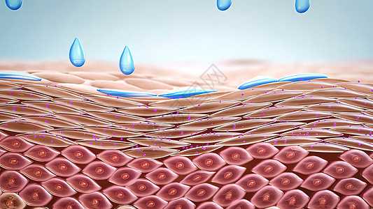 干皮肤的润滑液 皮肤水化的医疗表现生物学润肤治疗胶原穿透力剥皮解剖学身体护理皱纹图片