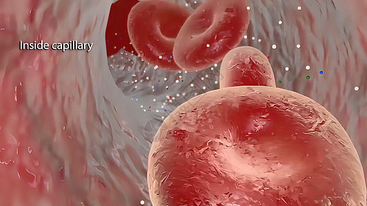氧气流穿过刺膜胰腺身体化学高血压脂类科学血管生物胰岛素细胞图片