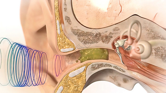 3D 人耳解剖系统科学耳鼻喉振动噪声锤骨声波刺激冲动神经运河图片