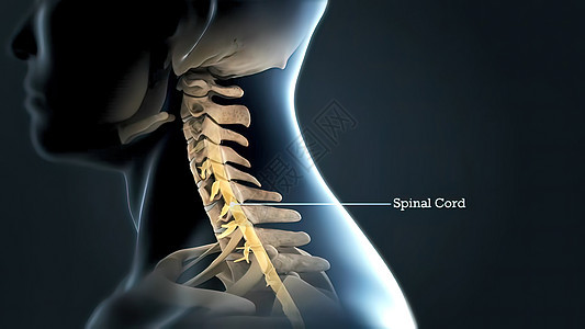 带神经的伦巴脊柱尾骨脊椎胸椎插图静脉药品椎骨骨头循环动脉图片