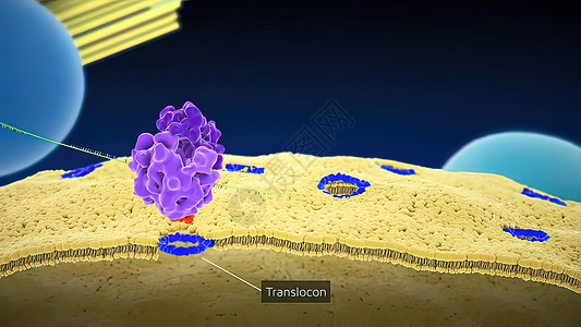 RDNArDNA 是一种DNA序列 它编码为 RNA RNA图表细胞生物插图科学微生物学仪器网状核糖体教育图片