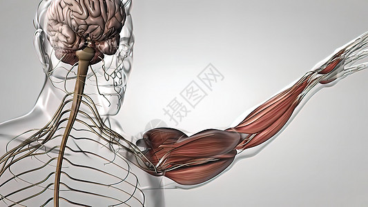 手臂肌肉和肌肉神经系统细胞男性健康疾病节点硬化发动机腕骨插图组织图片