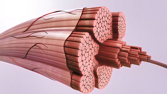 肌肉和圆形 3d 插图组织信号男性细胞隧道解剖学疾病空气腕骨健康图片