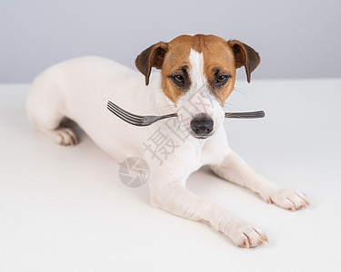 一只狗杰克罗素泰瑞的肖像 用白色背景在嘴里拿着叉子食谱厨房冠军美食宠物餐厅午餐哺乳动物犬类菜单图片