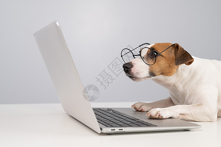 在笔记本电脑上工作时 戴眼镜的狗杰克鲁塞尔泰瑞的肖像鼻子药片网站工具哺乳动物键盘宠物桌子风镜阅读图片