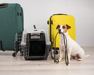 杰克鲁赛尔泰瑞尔狗坐在行李箱和旅行箱附近时带着皮带 准备度假旅行宠物血统配饰航班快乐犬类假期盒子朋友图片