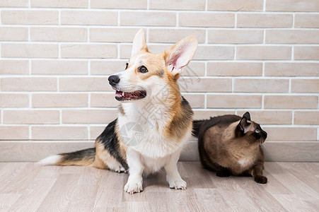 Corgi三色和泰国猫 在砖墙的背景动物说谎朋友们冒充房子猫咪连体拥抱小猫伙伴图片