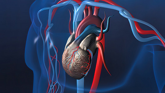 心脏和血管工作健康心理把脉专家颅骨心跳解剖学男人维管束建筑图片
