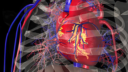 系统解剖人类循环系统心脏跳动解剖概念科学插图心脏病学男性疼痛身体解剖学生物学心脏病心血管背景