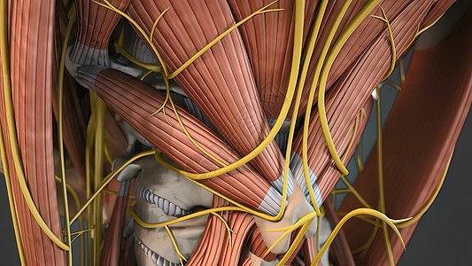 肌肉系统完整 摄像头旋转显示所有的肌肉 笑声胸部躯干身体男性科学力量药品骨骼疼痛计算机图片
