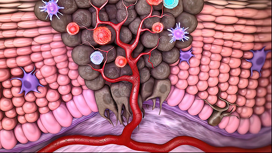 免疫系统防御 在身体中运作疾病健康插图药品病原囊胚免疫基因癌症胚胎图片