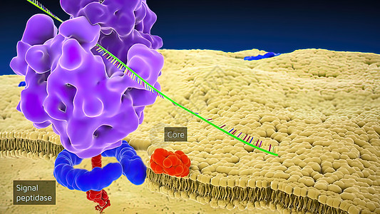 RDNArDNA 是一种DNA序列 它编码为 RNA RNA蓝色溶酶体插图手机中心体器官生活微生物学结构仪器图片