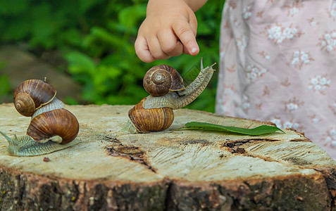 孩子检查了树上的蜗牛 有选择地集中注意力童年学习昆虫公园男生花园背景乐趣植物学女孩图片