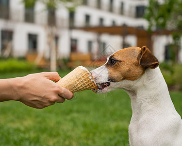 热暑假用冰淇淋甜筒喂奶母罗瑟尔小狗锥体场地享受甜点动物食物草地宠物舌头闲暇图片