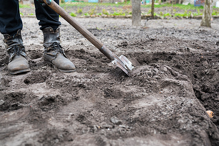 在地上种土豆管子 春初为花园季节做准备 一个拿着铲子的人在挖花园呢! (笑声)图片