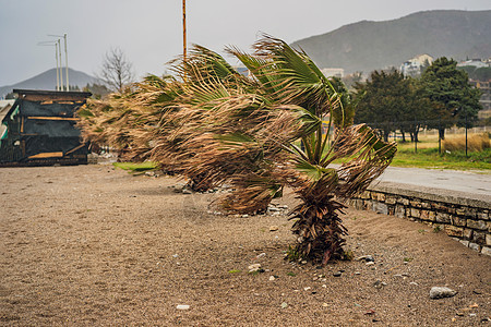热带气候下的热带风暴 大雨和大风 棕榈树在热带风暴的风中摇曳棕榈格式椰子旅行环境天空阵风天气压力海岸图片