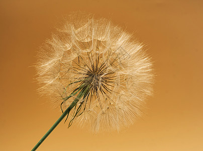 黄底的花生植物dandelion(香草植物dandelion)图片